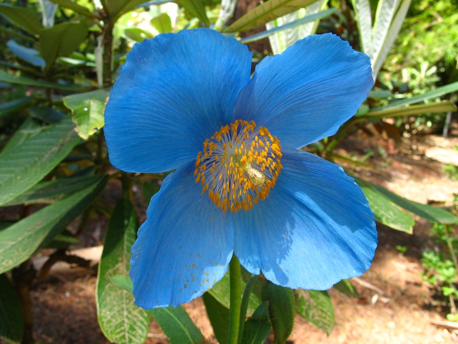 Blue Poppy of the Rhododendron species