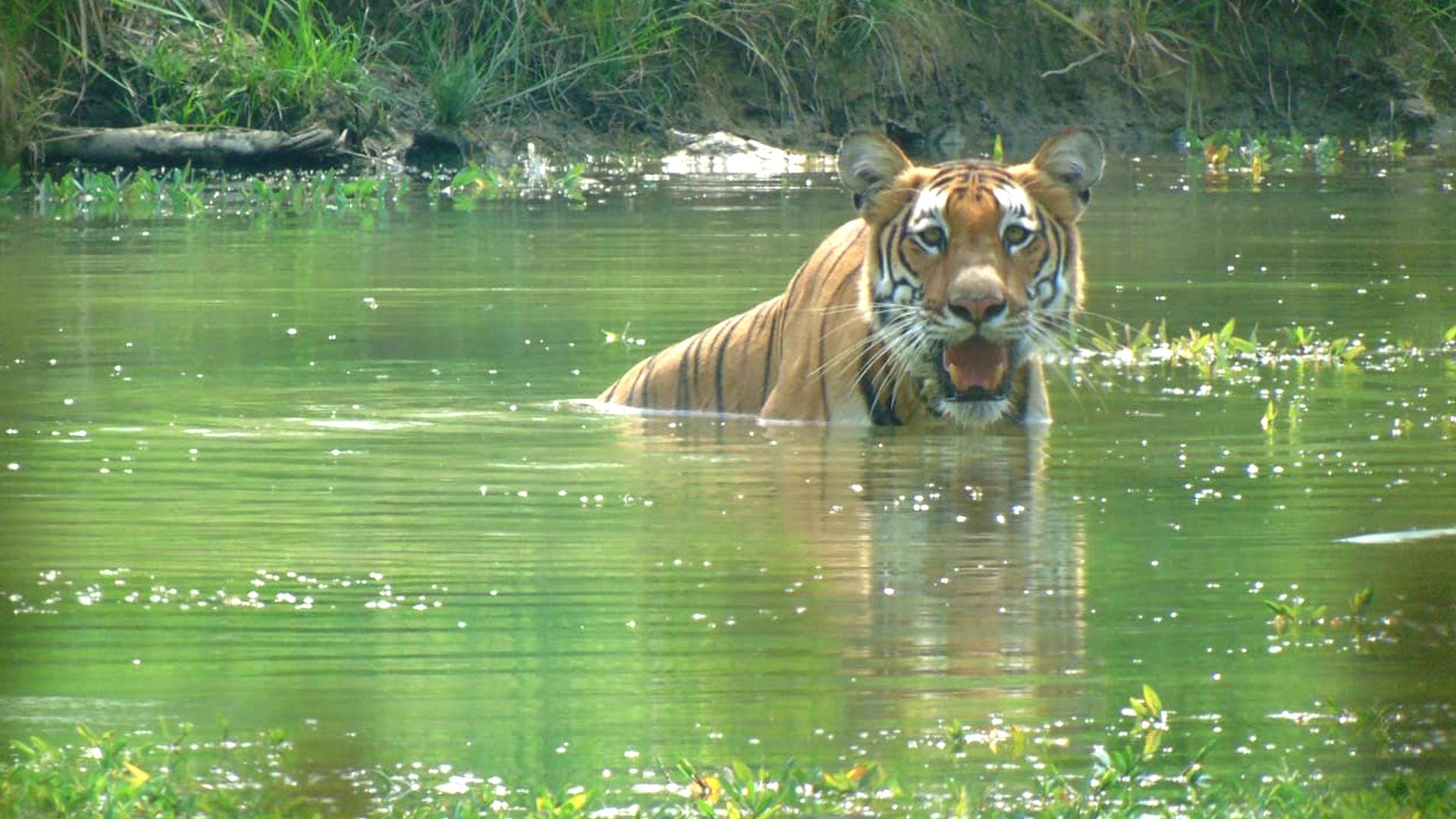 Chitwan National Park