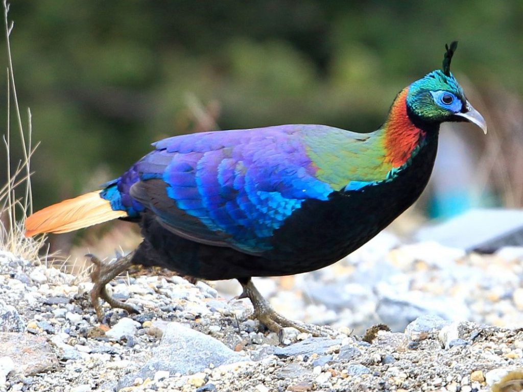 Himalayan monal pheasant