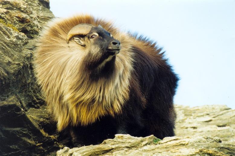 Himalayan Tahr during Everest Kalapathar Trek