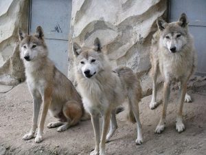 group of Himalayan Wolves found in Nepal