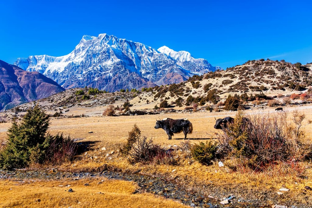 Nepal Trekking Packages