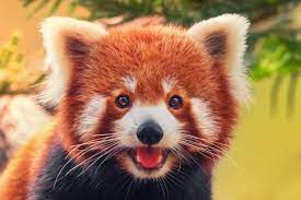 rare red panda in nepal mountains
