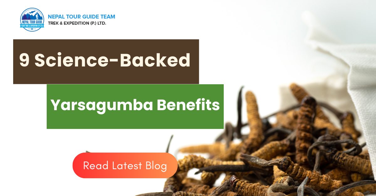 9 Science-Backed Yarsagumba Benefits In Nepal