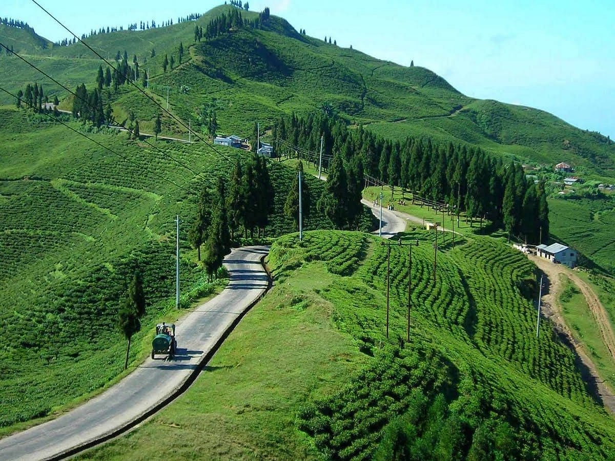 Ilam Tea Garden Tour in nepal