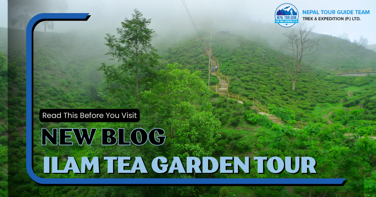 Ilam Tea Garden Tour: For Organic Tea Lovers